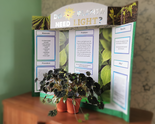 how-to-make-a-science-project-with-plants