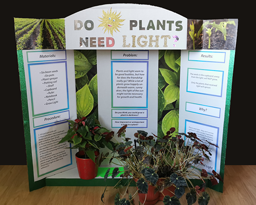 science-fair-project-ideas-plants-need-light